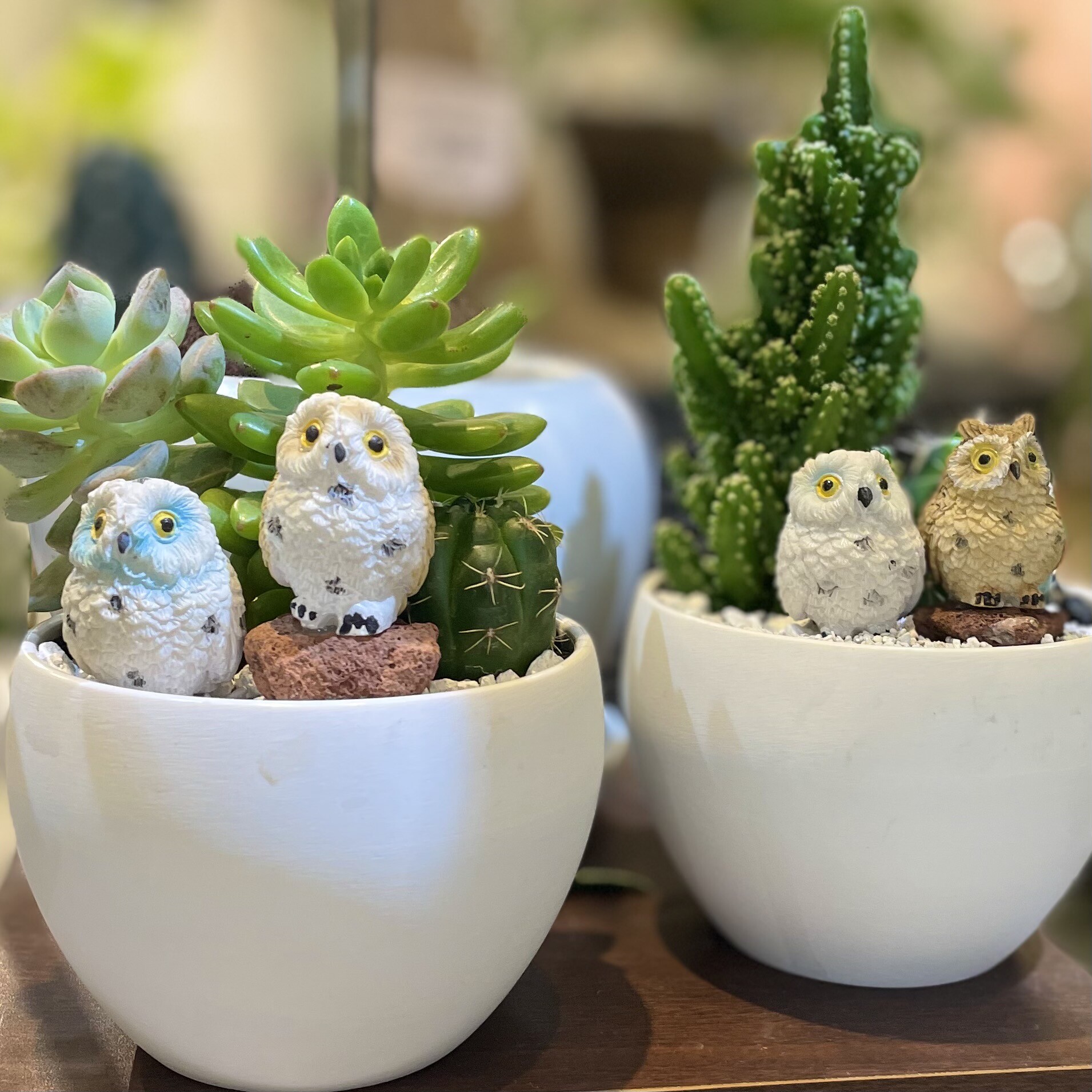 福を呼ぶフクロウサボテン🦉🌵