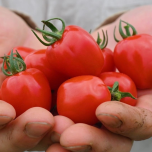 Nico Farm さんのトマトベリー🍅入荷！