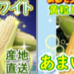 とうもろこし🌽お盆中の入荷情報！！