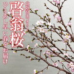 早春ギフトご予約承ります🌸