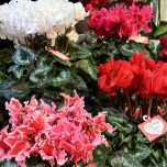 冬の定番ギフト鉢【シクラメン】