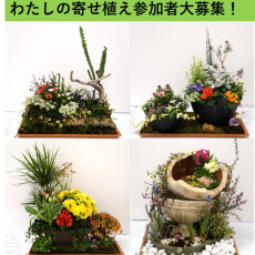 初めての方大歓迎♪わたしの寄せ植え作品出展大募集中！