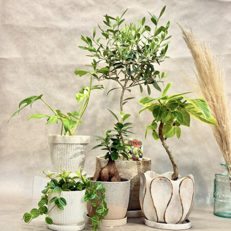 観葉植物入荷しました！