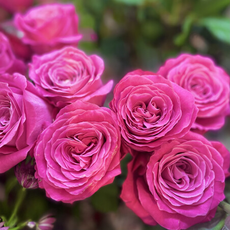 🌹Rose Fair🌹