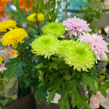 身体と心を整えるお守りマム🌼