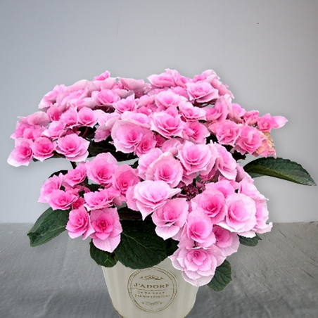 母の日ギフトのご紹介④