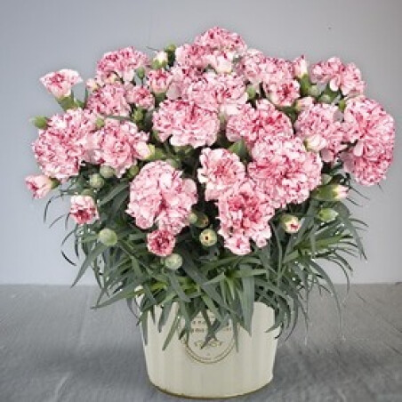 母の日ギフトのご紹介⑤